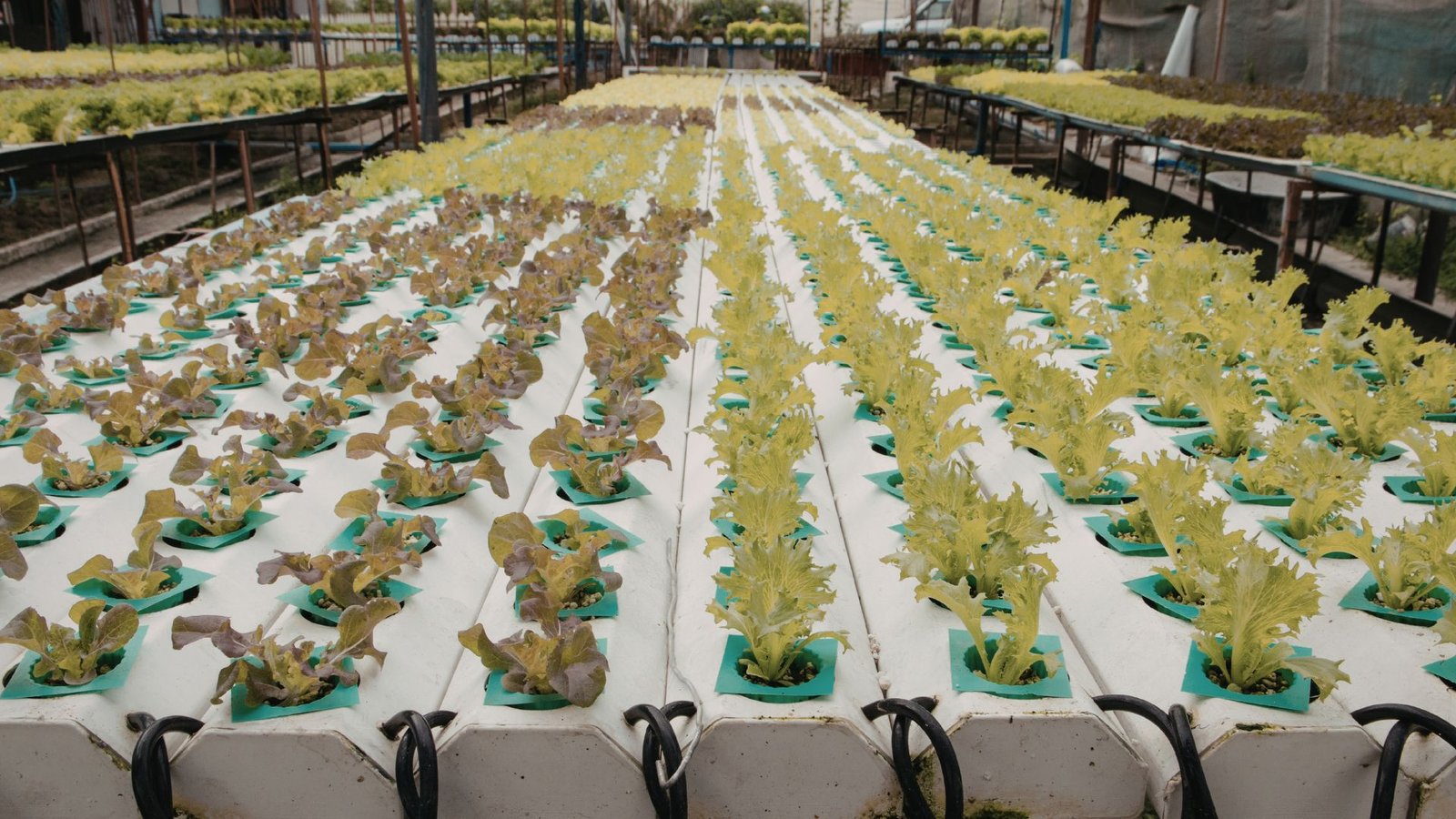 North America Hydroponics Market Set to Cross US$ 10.75 Billion by 2033